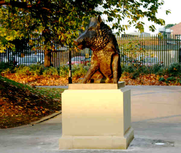 Front view of the boar in late afternoon winter sunlight
