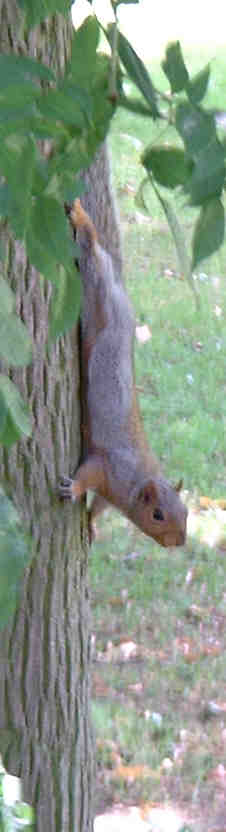 A curious grey squirrel on the lookout for a free meal